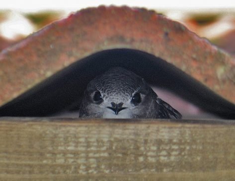 Tornseglare fåglar som ofta bor under takpannorna i gamla lador och hus