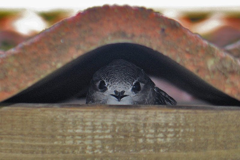 Fåglar som ofta bor under takpannor